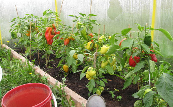 Paprika termesztés üvegházban. Fotók green-color.ru