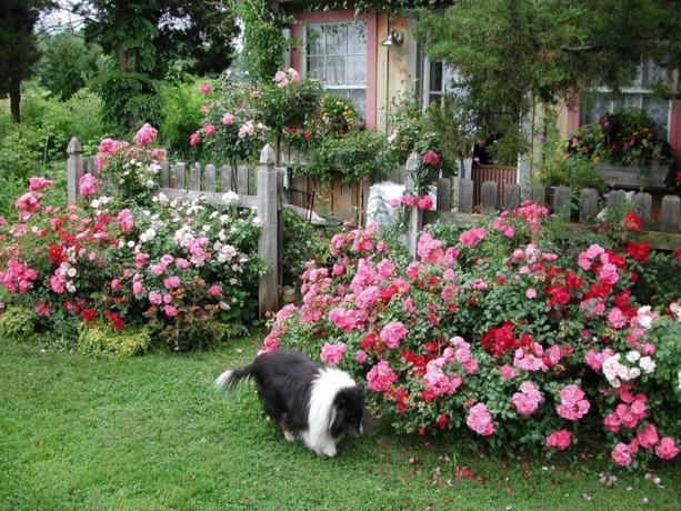 Roses tökéletesen illeszkednek a kép tökéletes vidéki élet