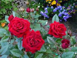 Hogyan készüljünk rózsa télen. 4 Szükséges a sikeres vétel hibernálást.