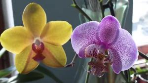 Hány éve él Orchid