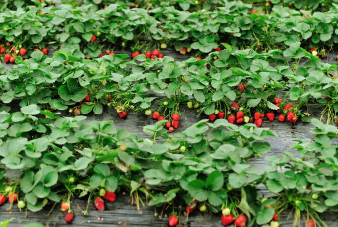 Strawberry ültetvény irigység! (Isons.com)