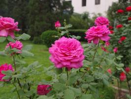 Május: amit a takarmány rózsák dús virágzás?