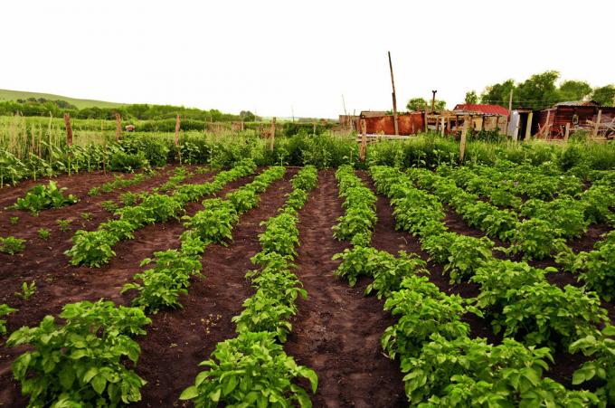 Burgonya ültetvény - tipikus tulajdonsága az orosz kertben! Photo A cikk vett az interneten