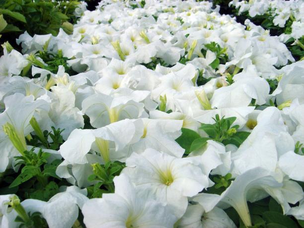 Petunia fajták Ramblin White (fotó - Internet)