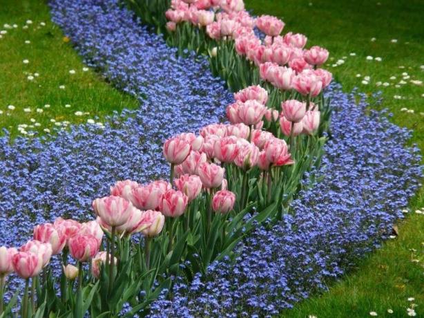 Tulipán kerttervezés