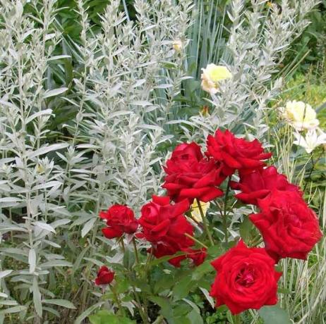 Rose jó ezüst növények. Fotó: flo.discus-club.ru