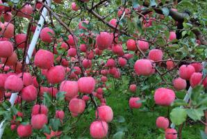 Miért egy almafa gyümölcsöt terem minden évben.