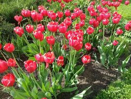 5 gyakori hibák a termesztés tulipánok, amelyek lehetővé teszik 50% a termelők