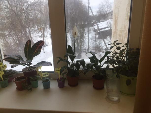Cserepes növények az ablakpárkányon a szobámban. Hárman hamarosan búcsút!
