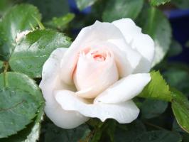 5 dolog tönkretenni egy rózsa a kertben