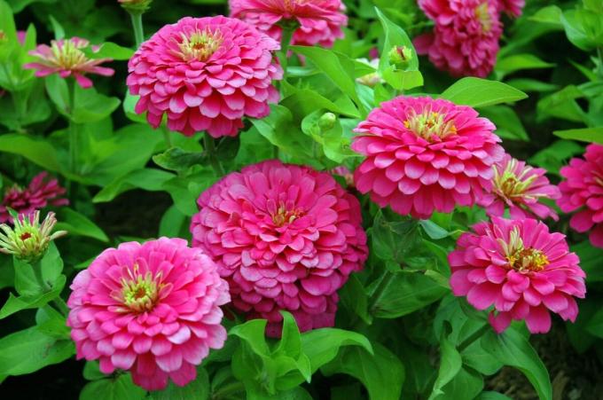 Változatos buja virágok. Tekintse: http://isadovod.ru