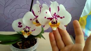 Lehetséges, hogy a házban orchidea