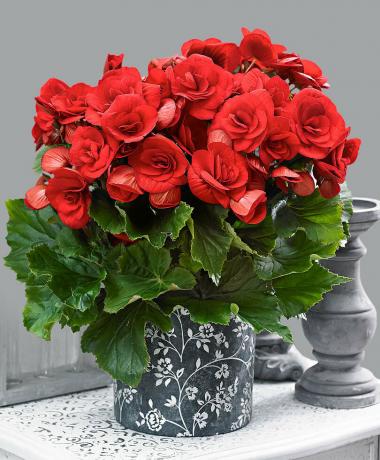 Scarlet begónia. Tekintse: http://tixonya.ru