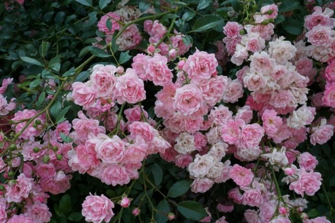 Groundcover rózsa virágzik a hajtásokon különböző korú 