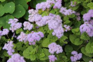 5 legjobb virágok a kertben, kellemes illatú