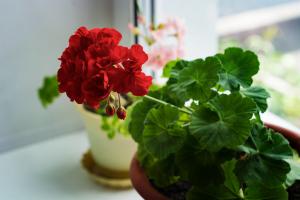 Pelargonium: a titok az egészséges növekedés