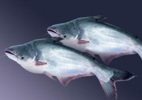 Pangasius hal: a jó és a vélemények