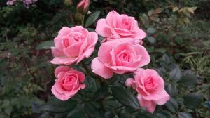 Rózsák a kertben a „kezdőknek”: 5 szabályok azok számára, akik úgy döntenek, hogy a növény egy virág