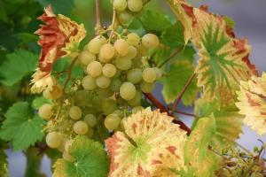 Hogyan kell helyesen ültetett szőlőt a nyílt terepen
