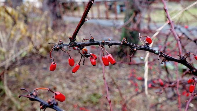 Sprig borbolya késő ősszel (fotokto.ru)