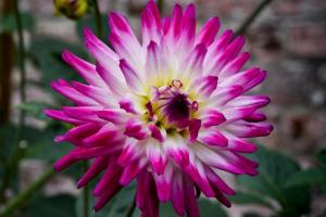 Cactus Dahlia - fogadnak minden kertben. Jellemzők termesztési és ápolási