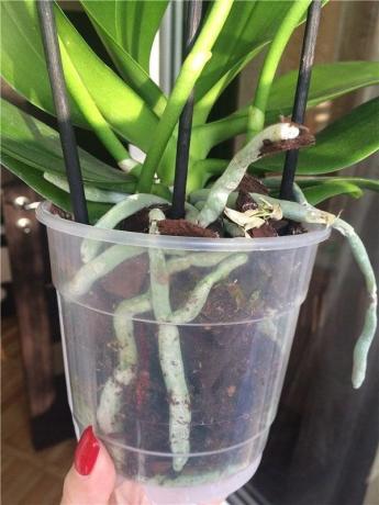 Műanyag edény - a legelőnyösebbek Phalaenopsis