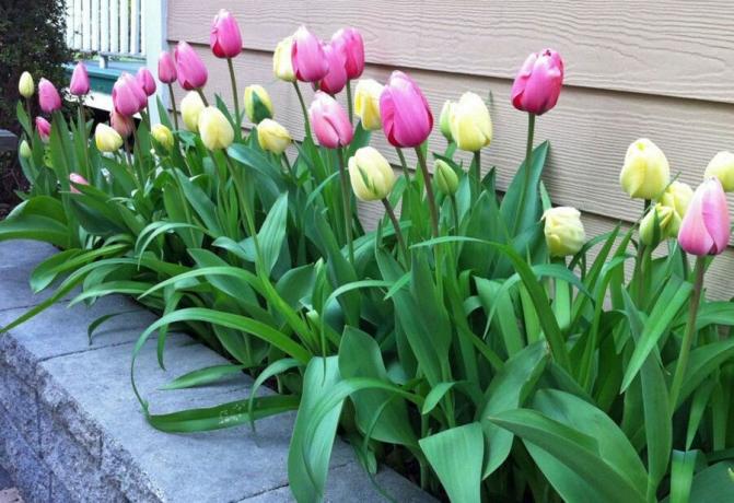 Tulipán - igénytelen növények. De néha szükség van etetés