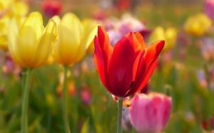 4 tulipán ültetési módszer. Védje az izzókat a rágcsálók