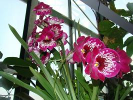 Care orchidea Milton otthon