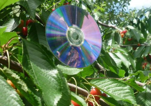 CD-t a cseresznye