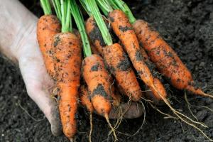 Mit lehet ültetni zöldséget télen