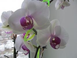 Miért sodorja orchideák nem locsolás egy kannával