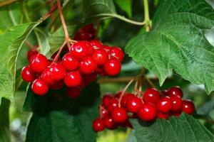 Viburnum piros - szuper egészséges bogyók. Hogyan kell kezelni és tárolni a téli