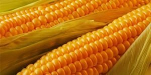 Előnyök és árt a pattogatott kukorica a szervezet számára