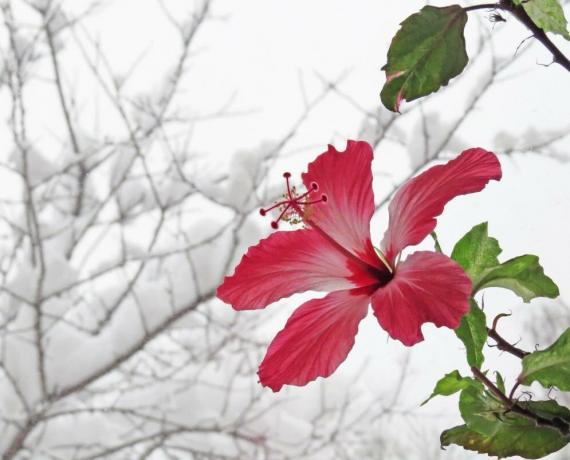 Hibiscus virágzik a tél, amikor a hő, de akkor nyáron nem dobja rügyek. Illusztrációk egy cikket vett az interneten
