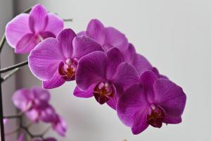 Sárga levelek egy orchidea? Hmm. 💫 miért és milyen lépéseket kell tenni, a növény-egészségügyi