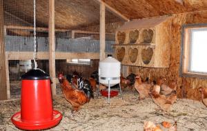 Téli coop: hogyan lehet létrehozni optimális feltételeket tojótyúkok