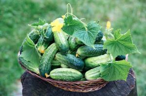 Mi van most szükség uborka: növekvő termés