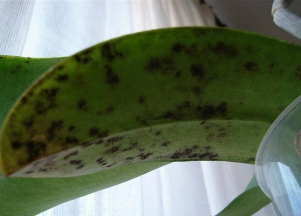 Kormos gomba orchidea ( https://agronomu.com/)