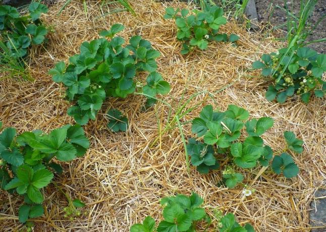 4 buta hibákat során talajtakarás növények | Kertészet