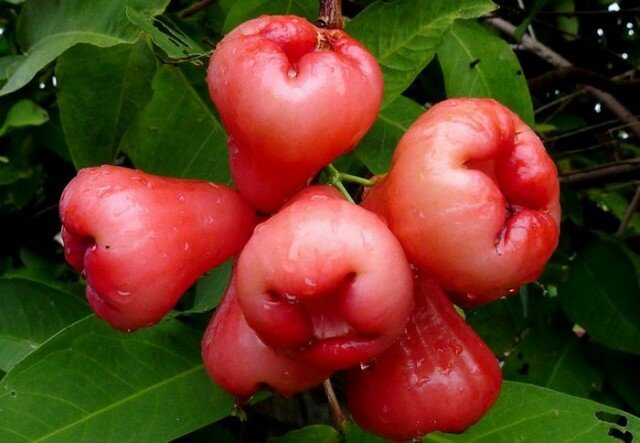 Változatos alma „Wild Rose”, ami a kertemben telek fajult wildings 5-6 év