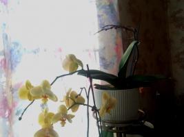A borostyánkősav nem segít az orchideákat. A fő mítosz az internet