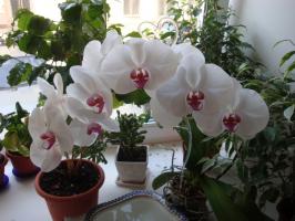 Mennyit és milyen gyakran virágzó orchidea otthon