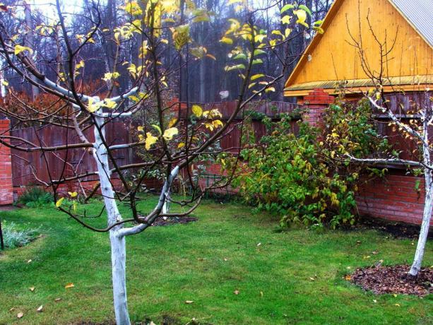 Őszi kert az dacha. Fényképek (dachaa.ru)