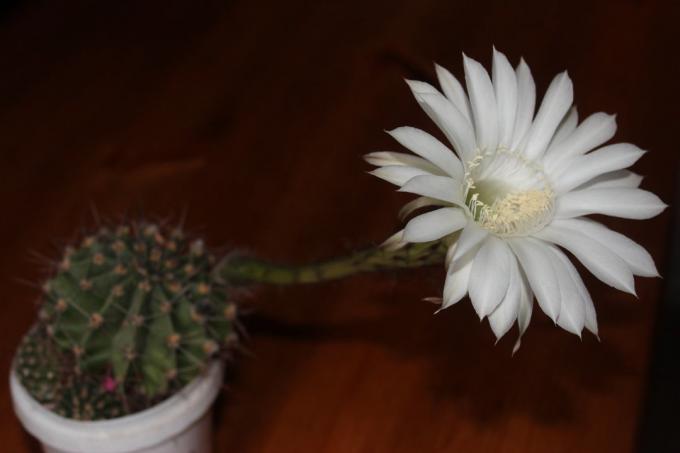 Virágzó kaktusz otthon
