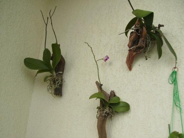 Orchideák a blokk - egy eljárás a növekvő Phalaenopsis, a lehető legközelebb a természetes körülmények között. Igen, úgy néz ki, furcsa, de így a beltéri virág nő a trópusokon!
