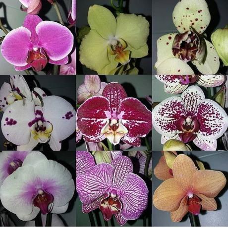A különböző Phalaenopsis