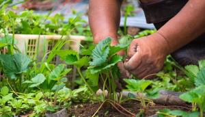 Feldolgozás és termékenyítő eper augusztusban: a bokrok és a termés egészségi a mi kezünkben van
