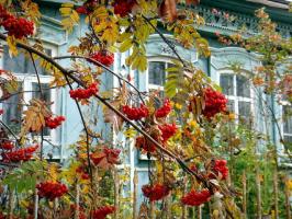 Ó, anya Oroszország: 6 növényt a kertben a nemzeti színeket