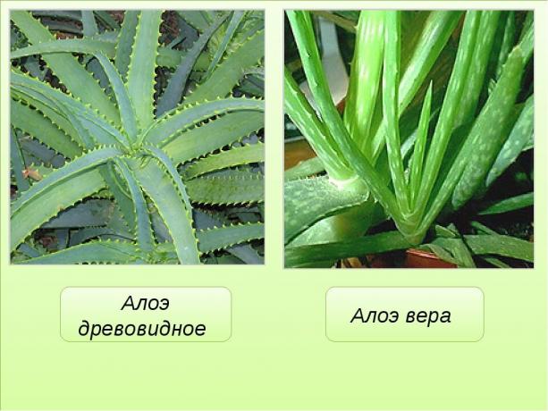 Nyilvánvaló különbség aloe vera (agave) és aloe vera. Tekintse: https://mtdata.ru/u17/photo291F/20383075778-0/original.jpg